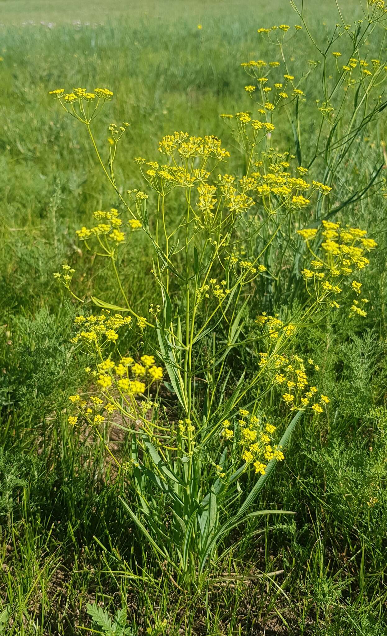 Image of Bupleurum sibiricum Vest ex Roem. & Schult.