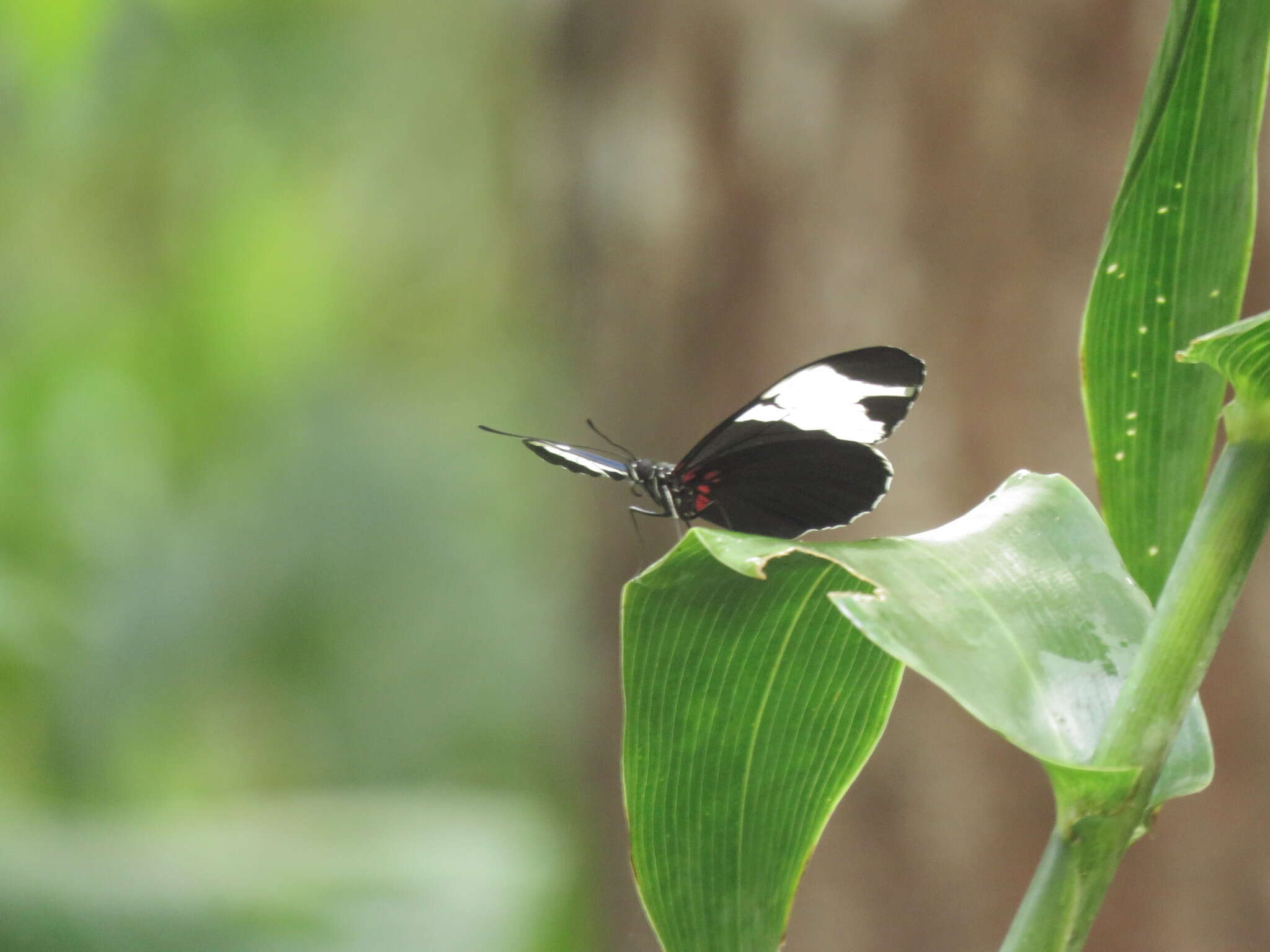 Image of Heliconius sapho leuce Doubleday (1847)