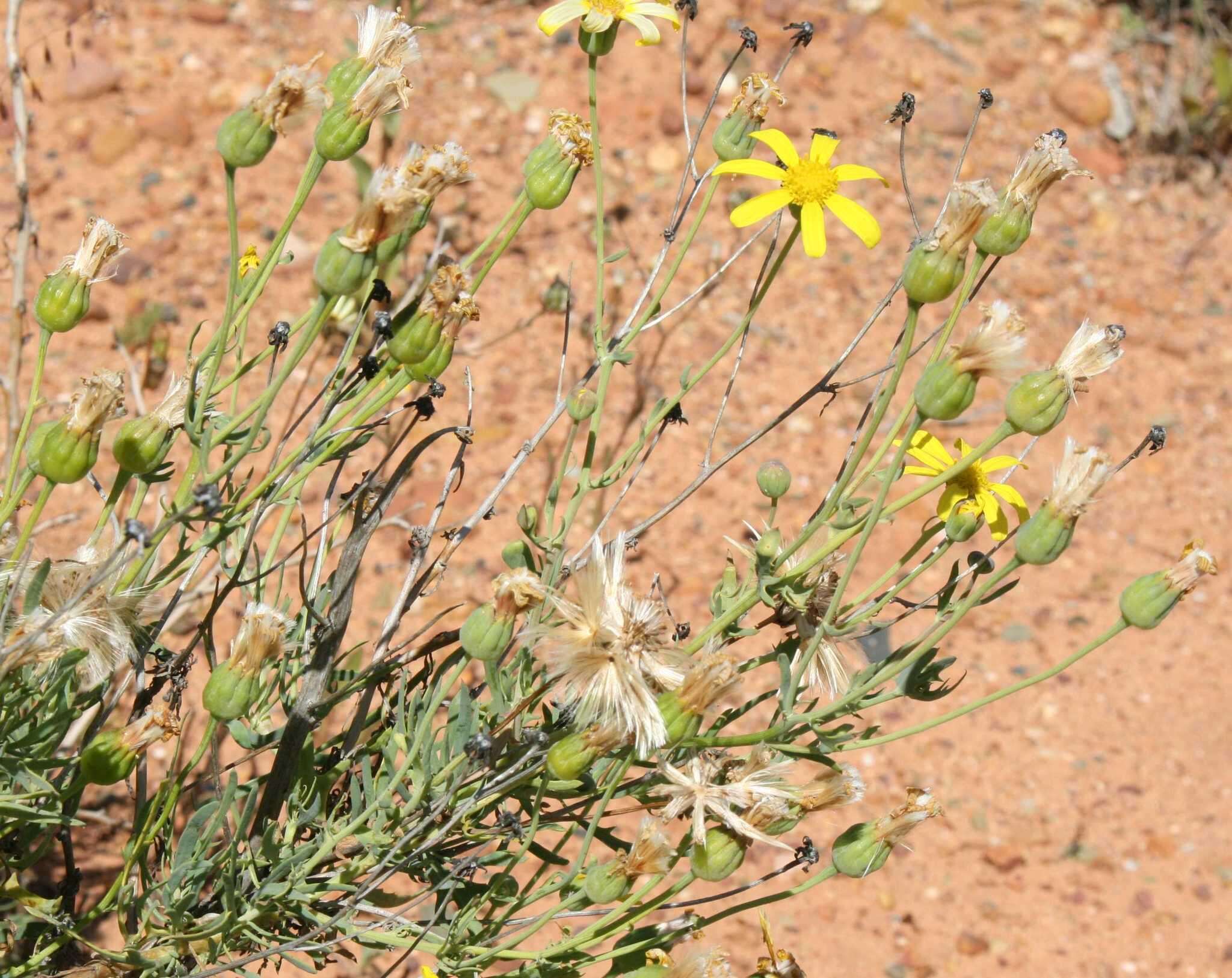 Image of Othonna leptodactyla Harv.