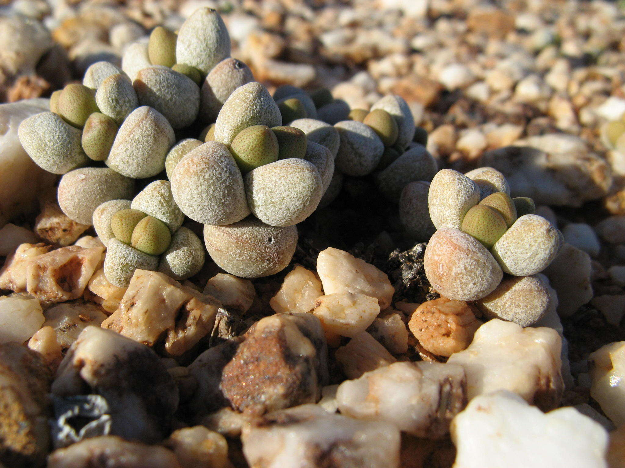 Image of Crassula elegans subsp. elegans