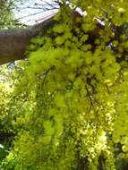 Image of green wattle