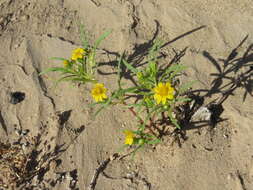 Image of manybristle chinchweed