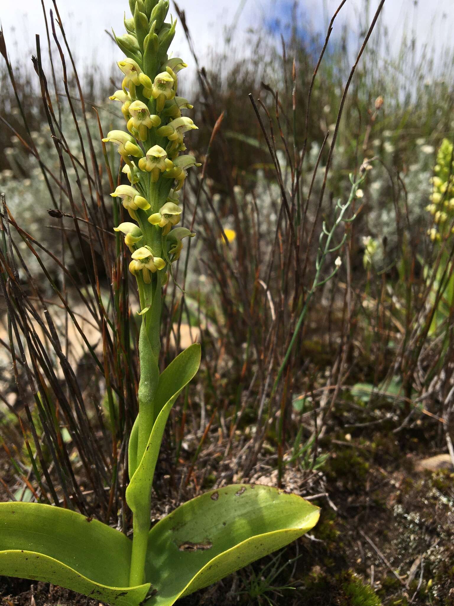 Image of Satyrium microrrhynchum Schltr.