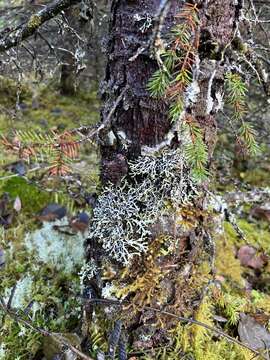 Image of Brownish monk's-hood lichen