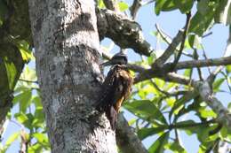 Image of Yellow-crested Woodpecker