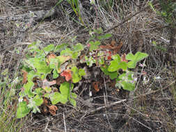 Image of Pelargonium tomentosum Jacq.