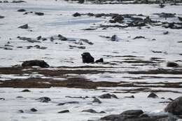 Image of muskox