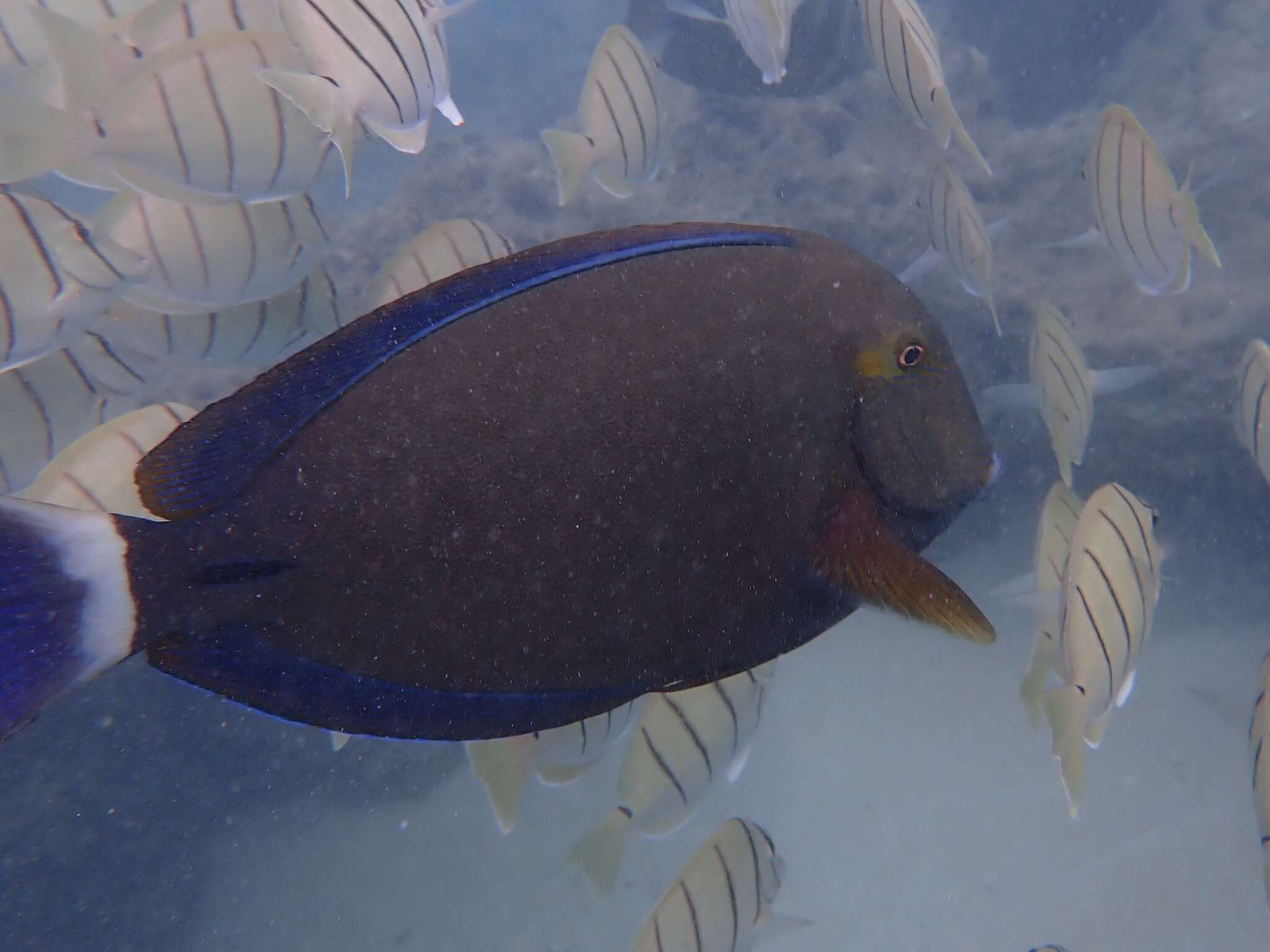 Imagem de Acanthurus blochii Valenciennes 1835