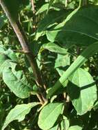 Image de Helianthus resinosus Small