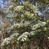 Image de Viburnum obovatum Walt.