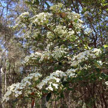 صورة Viburnum obovatum Walt.