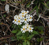 Primula egaliksensis Wormsk. ex Hornem.的圖片