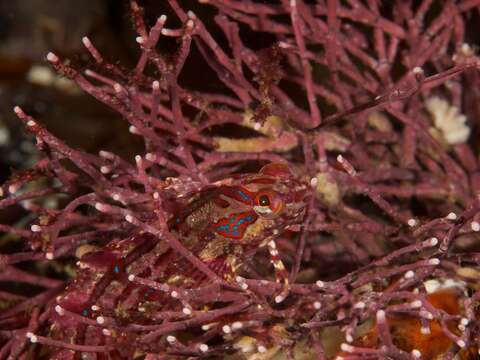 Image of Bluespotted klipfish