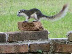 Image of Callosciurus finlaysonii bocourti (Milne-Edwards 1867)