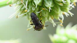 Image of Hylaeus confluens (Smith 1853)