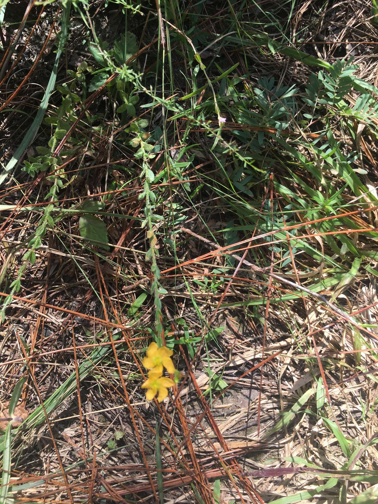 Image of Hairy St. John's-Wort