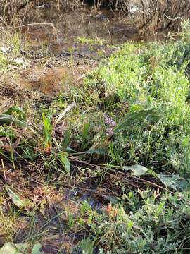 Limonium narbonense Miller resmi