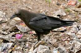 Image of Somali Crow or Dwarf Raven
