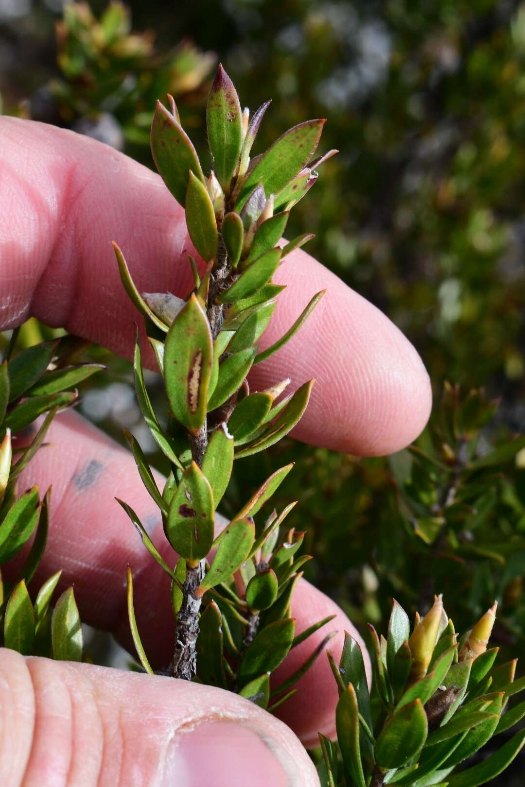 Sivun Leptospermum nitidum Hook. fil. kuva