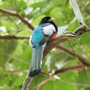 Plancia ëd Trogon elegans lubricus Peters & JL 1945