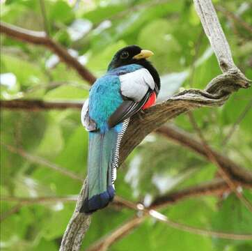 Plancia ëd Trogon elegans lubricus Peters & JL 1945