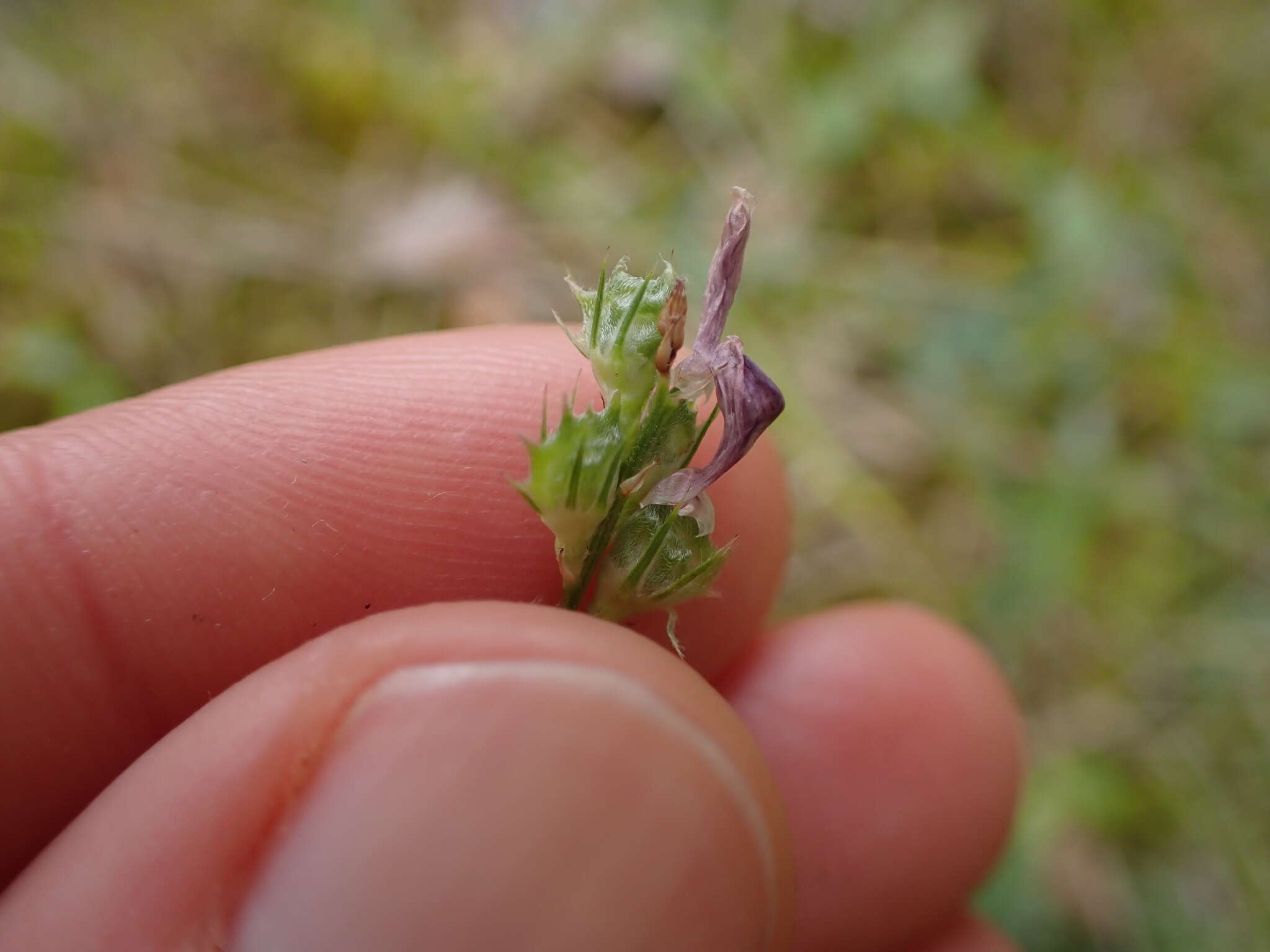 Imagem de Onobrychis oxyodonta Boiss.