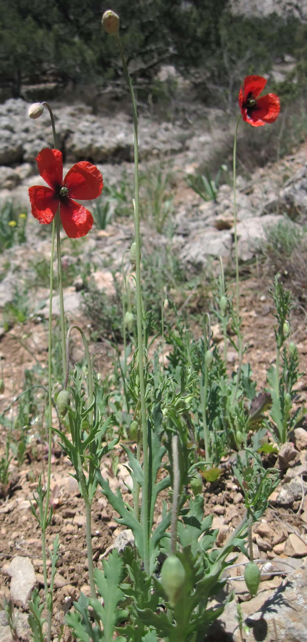 Image of Papaver laevigatum M. Bieb.