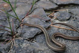 Image of Shorthead Garter Snake