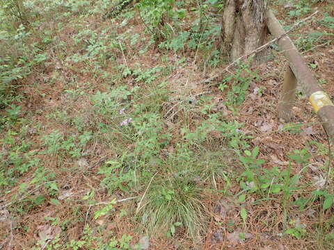 Image of Texas wintergrass