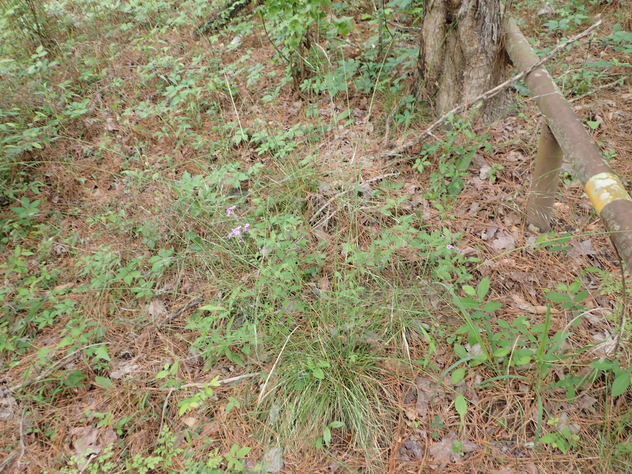 Image of Texas wintergrass