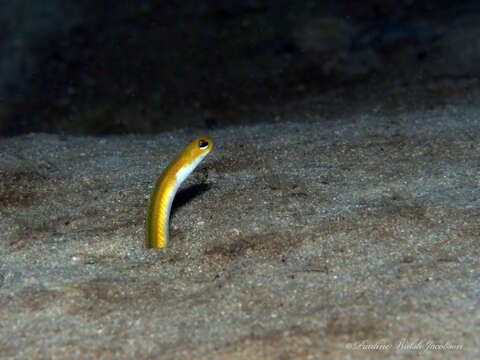 Image of Yellow Garden Eel