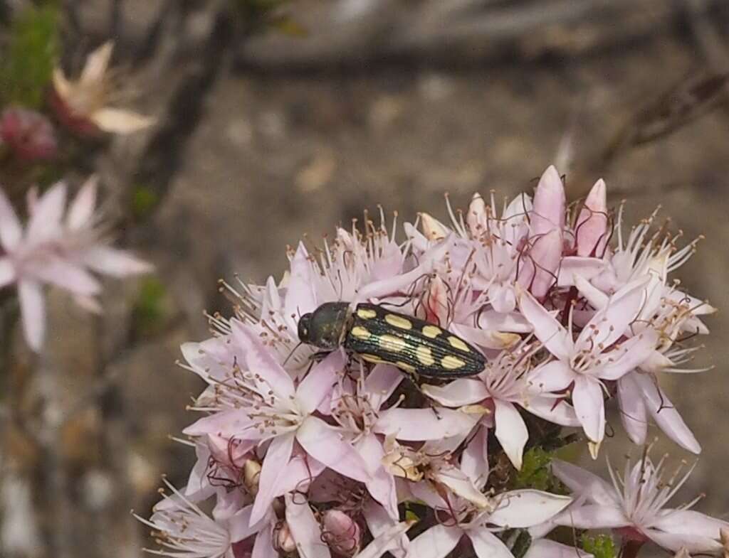 Imagem de Castiarina parallela (White 1859)