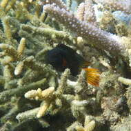 Image of Brown coral blenny