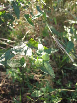 Image of spearleaf swampmallow