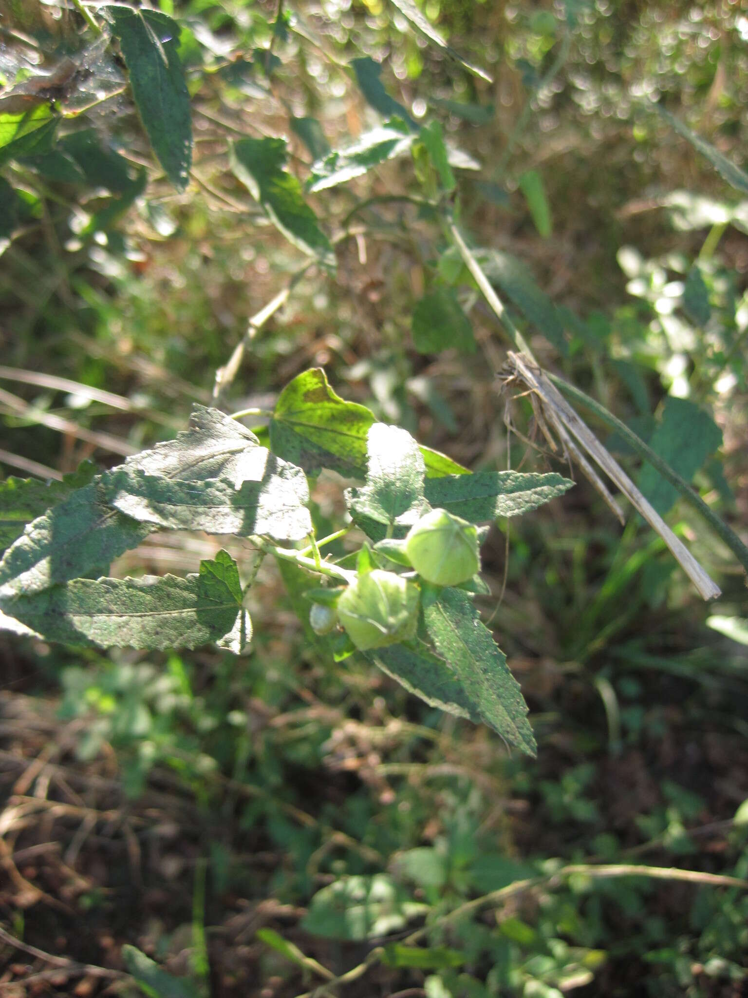 Imagem de Pavonia hastata Cav.