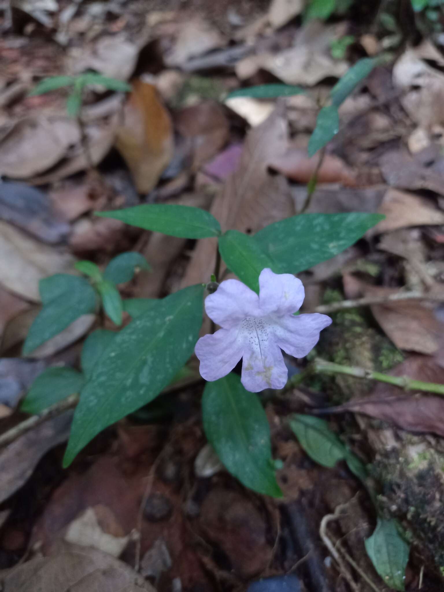 صورة Ruellia rubra Aubl.