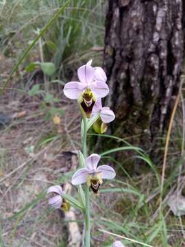 Image of Ophrys tenthredinifera subsp. ficalhoana (J. A. Guim.) M. R. Lowe & D. Tyteca