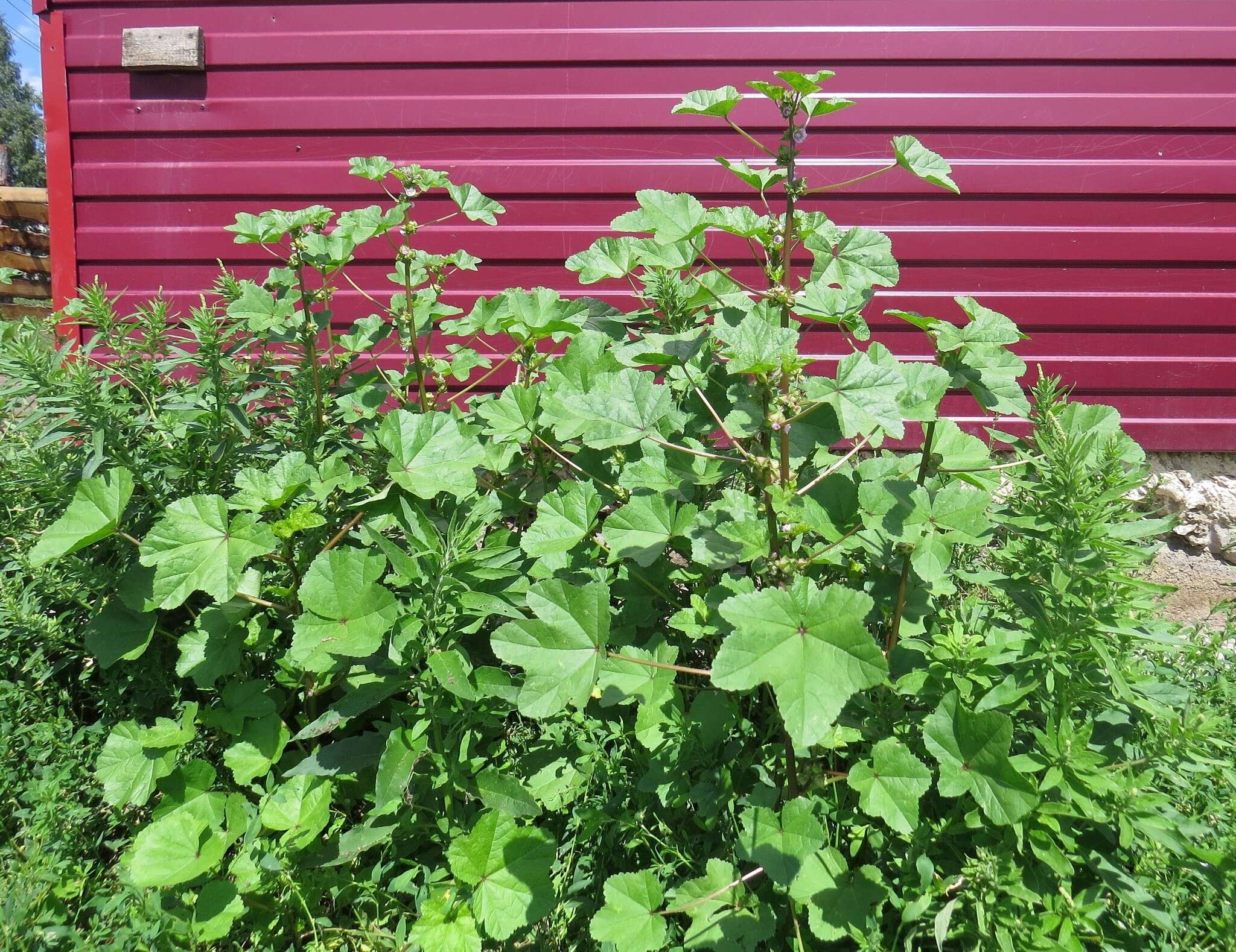 Image of cluster mallow