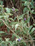 Image of Solanum lycocarpum A. St.-Hil.