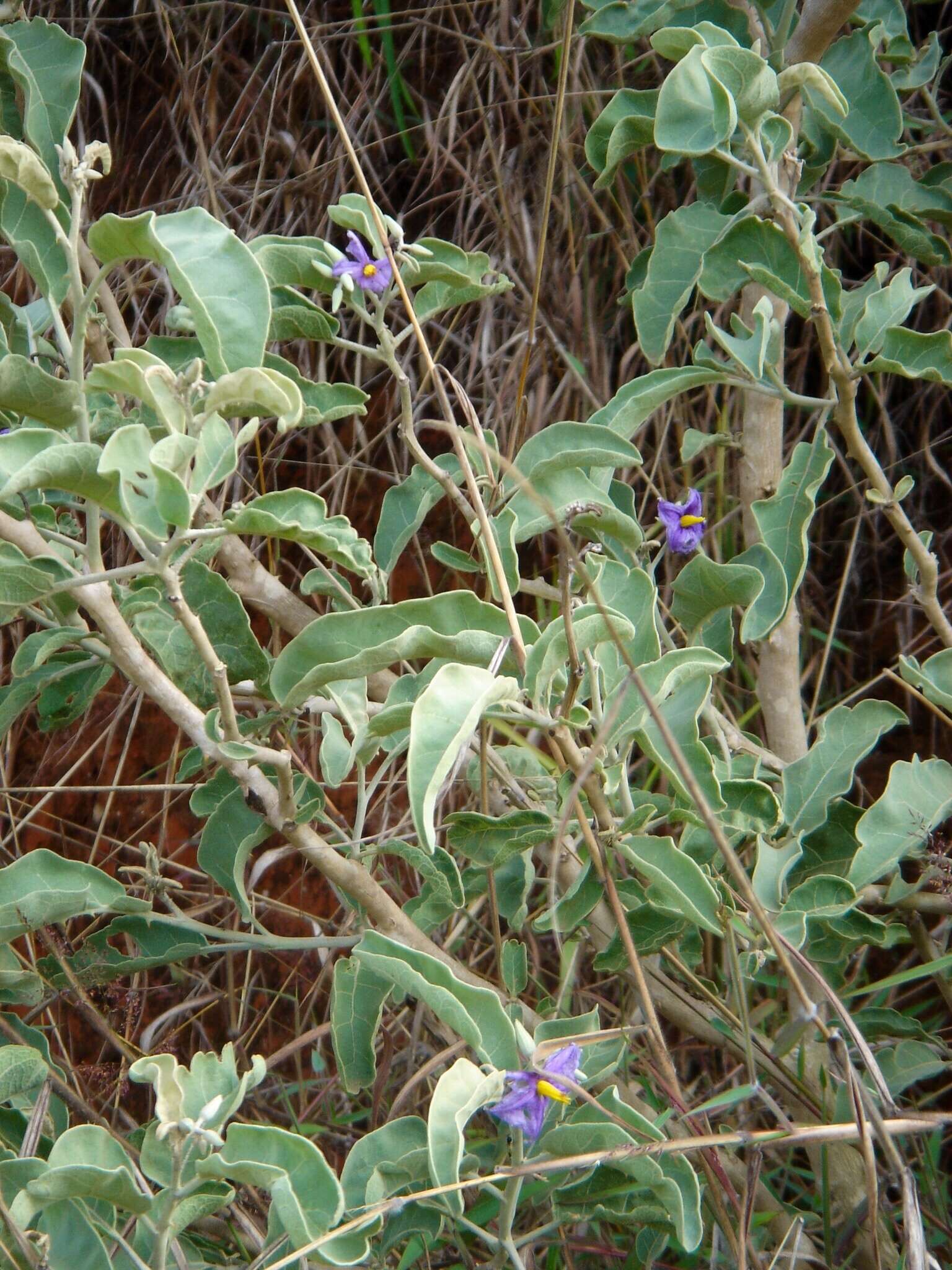 Image of Wolf apple