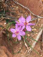 Image of Burchardia rosea Keighery