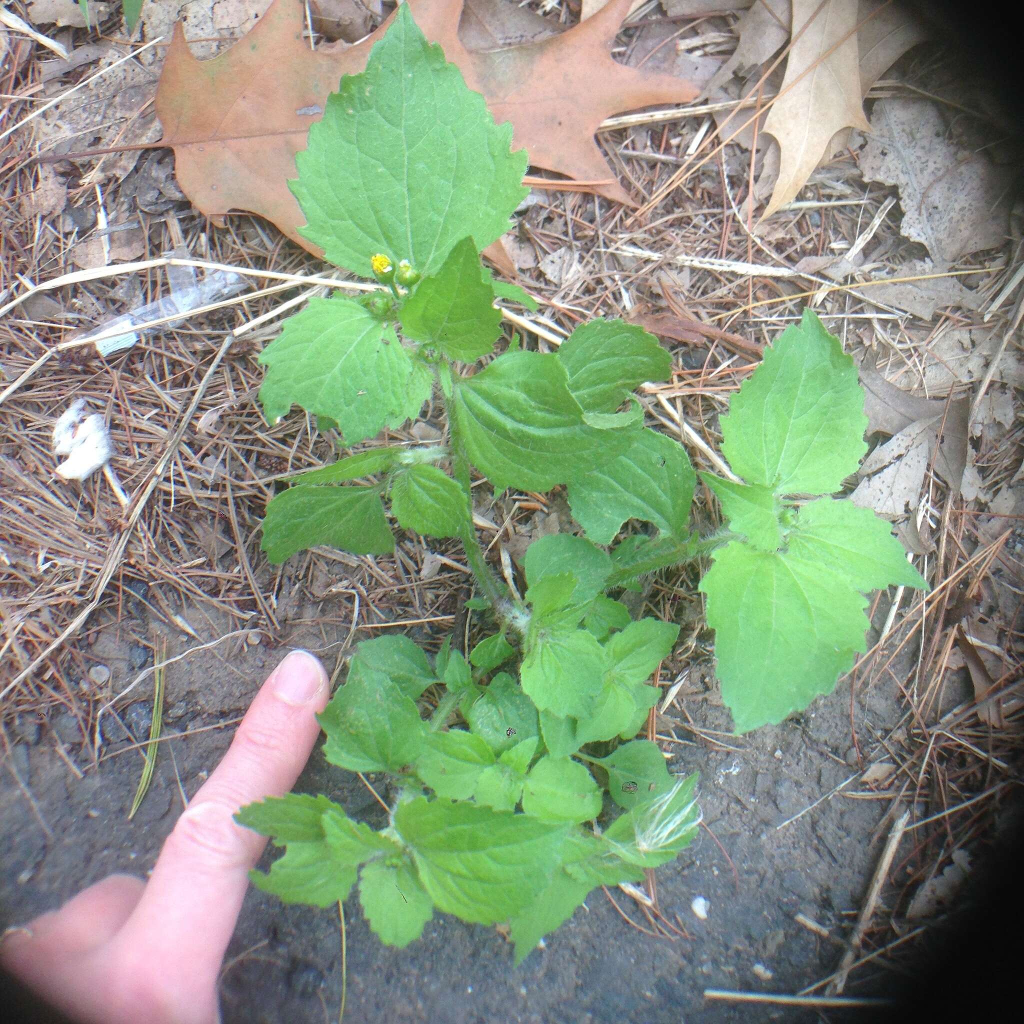 Image of Smooth peruvian daisy