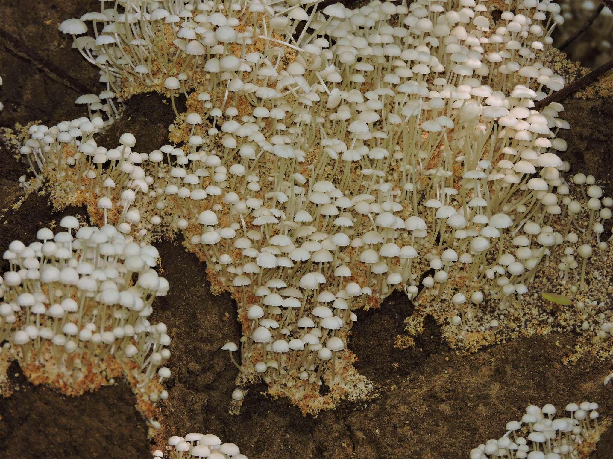 Image of Termitomyces microcarpus (Berk. & Broome) R. Heim 1942