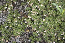 Слика од <i>Arctostaphylos montana</i> subsp. <i>ravenii</i>