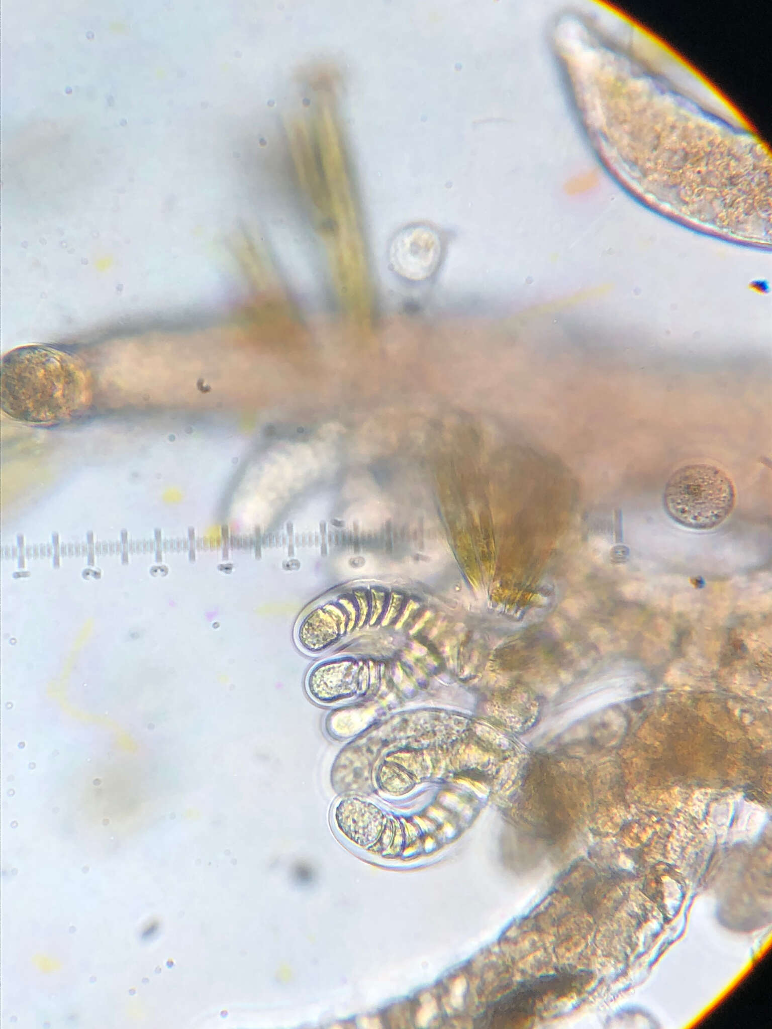 Plancia ëd Vertebrata hendryi (N. L. Gardner) A. M. Savoie & G. W. Saunders 2019