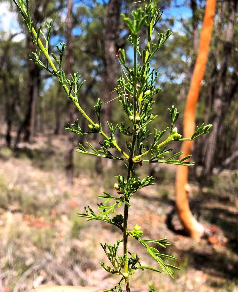 Image of Cyanothamnus occidentalis