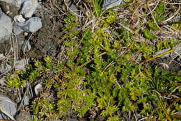 Imagem de Gingidia decipiens (Hook. fil.) J. W. Dawson