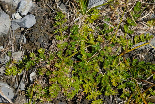 Image of Gingidia decipiens (Hook. fil.) J. W. Dawson