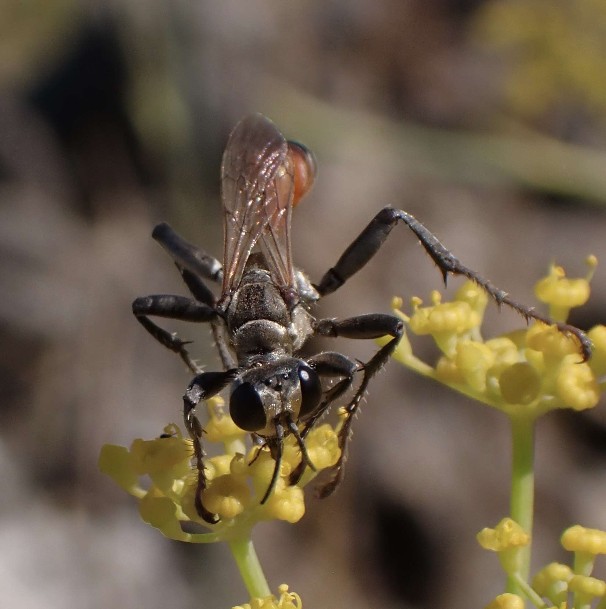 Image of Prionyx lividocinctus (A. Costa 1861)