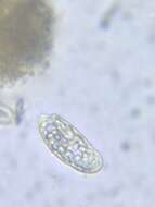Image of Cryptomonas paramecium